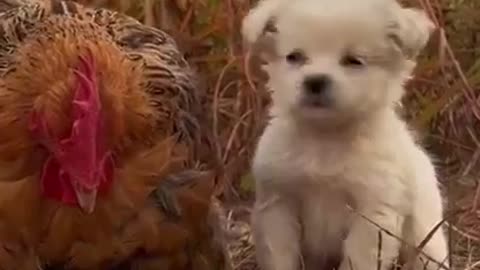 Puppy and Rooster Evergreen Friendship #shorts #viral #shortsvideo #video