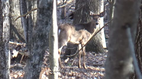 White tailed deer