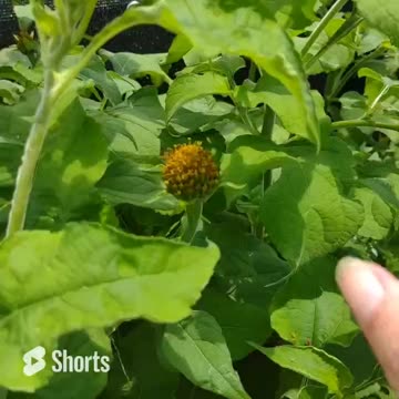 HOW TO SAVE SEEDS FROM MEXICAN SUNFLOWERS