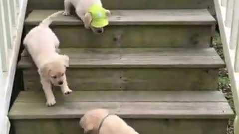 Cute puppies on stairs ...so funny 💗😍