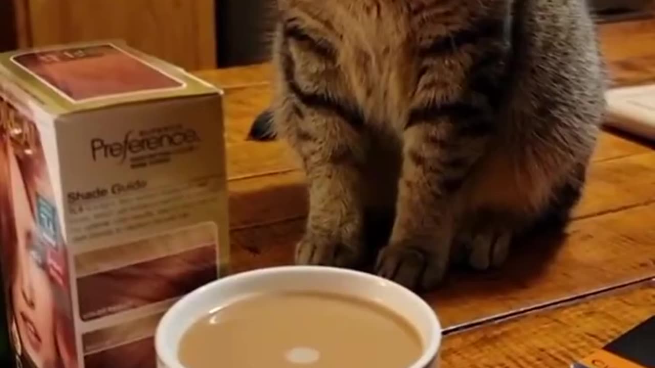 Funny and cute cats