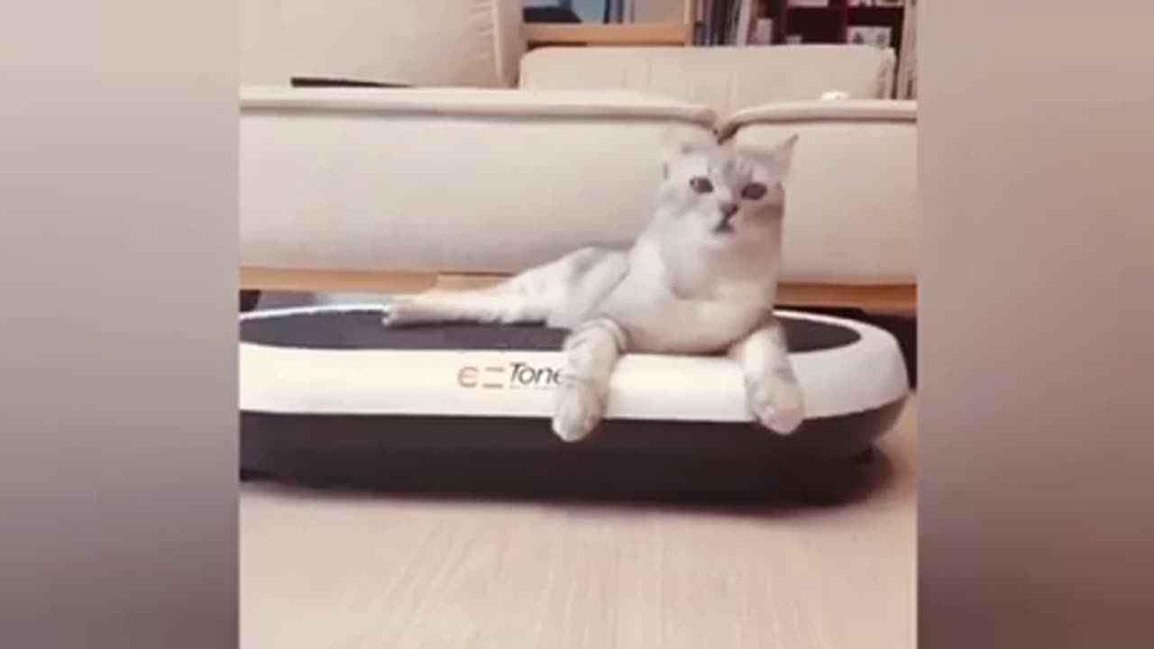 Funny Cats