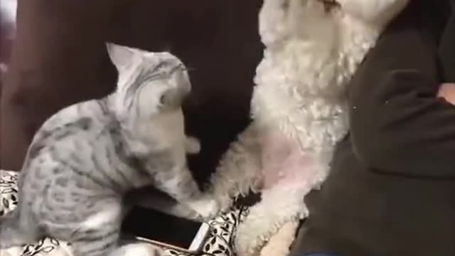 #pet #OverwatchMe #cat