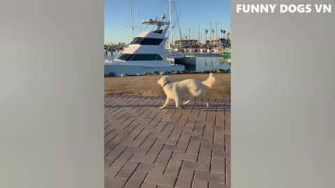 Try Not To Laugh Animals 2022 - Funniest Animals Video - Funny Dogs And Cats