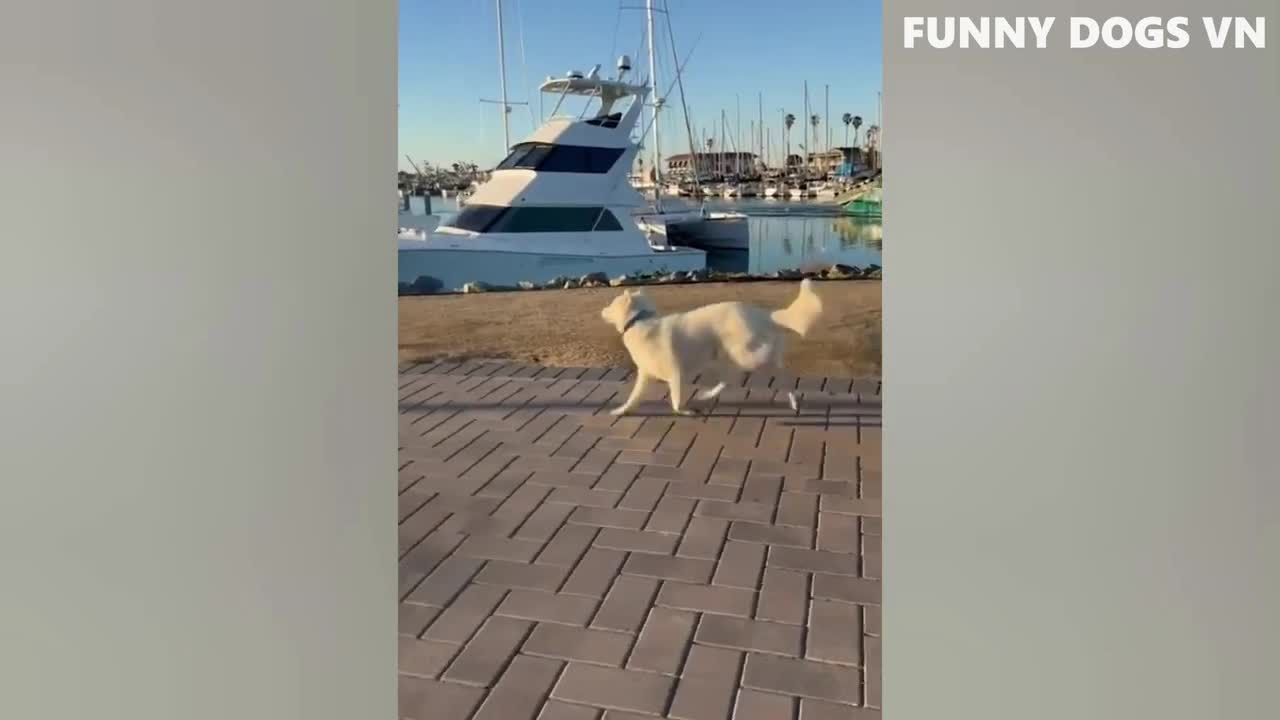 Try Not To Laugh Animals 2022 - Funniest Animals Video - Funny Dogs And Cats