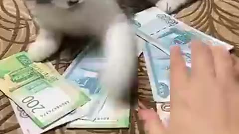 Cat slaps