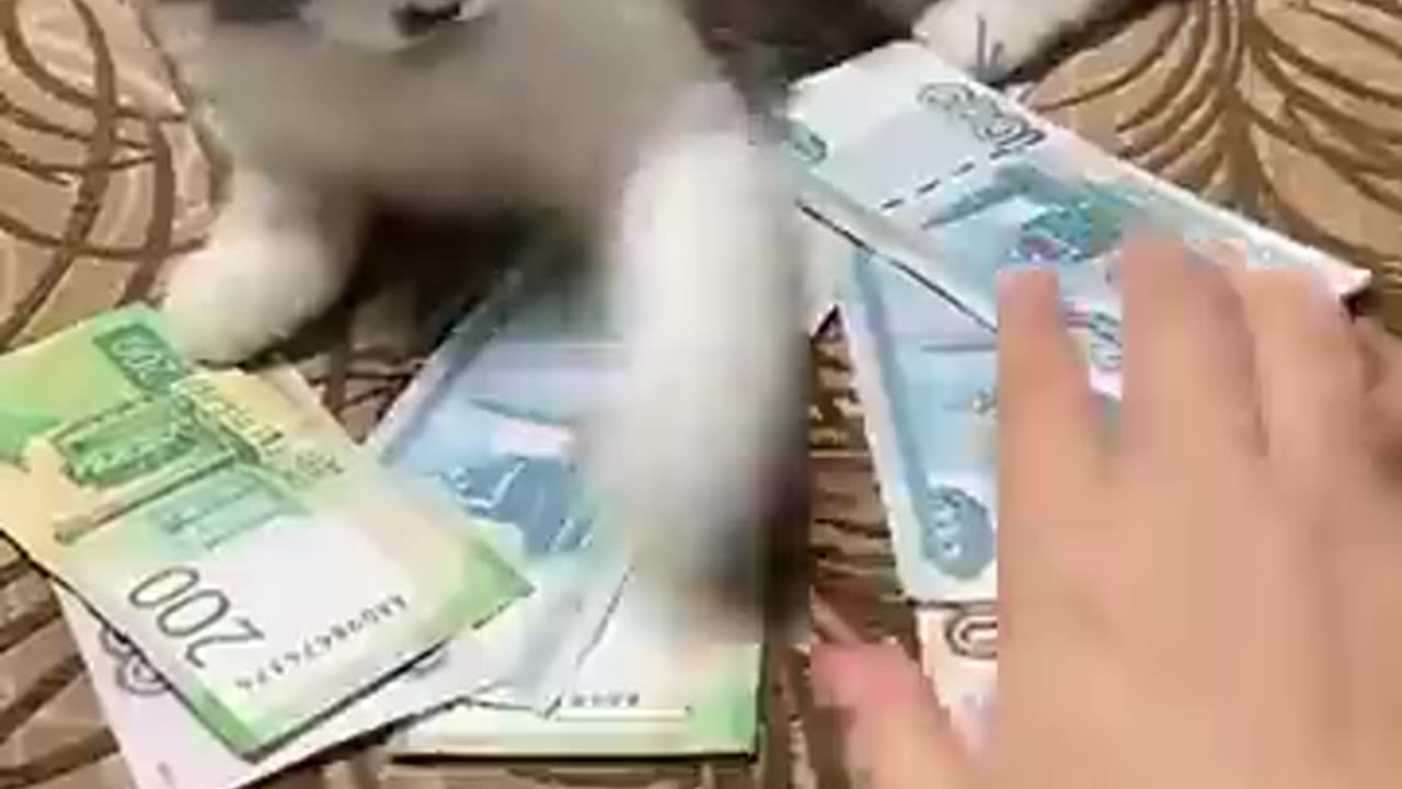 Cat slaps