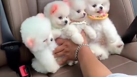 Cute pets dog