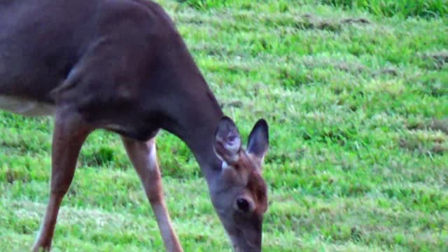 Hungry Deer