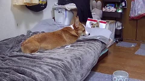 ペットカメラで留守番中の愛犬を観察してみた結果…【コーギー】