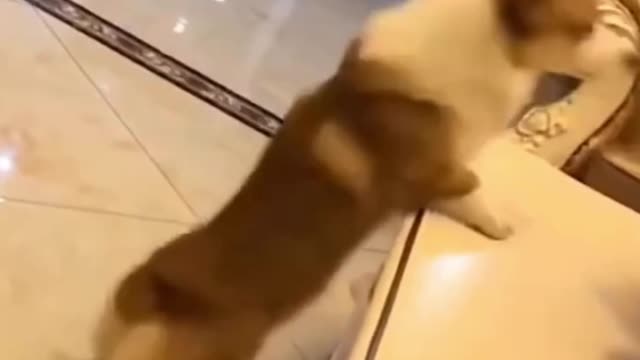 Dog doing some funny exercises! 😂👌 #shorts