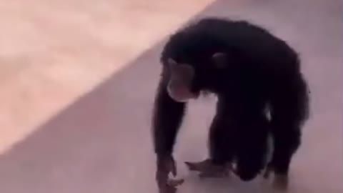 Baby chimp