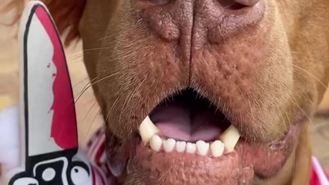 #annoying #fyp #foryou #doggo #dogsvideo #humor #dlaciebie #viral