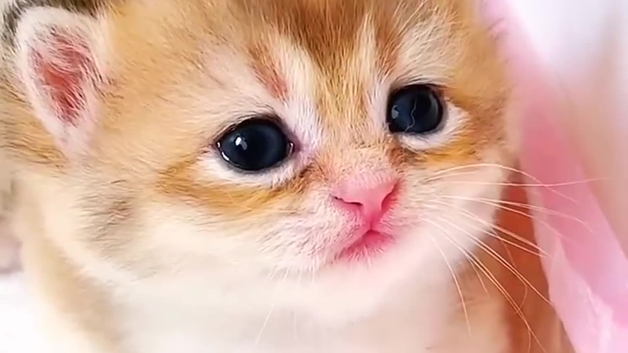 Kitten_meow_meow