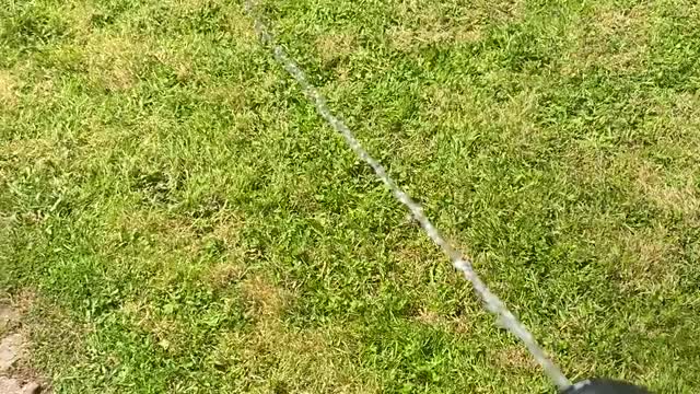 Bert the Cat Loves Chasing Water From Hose