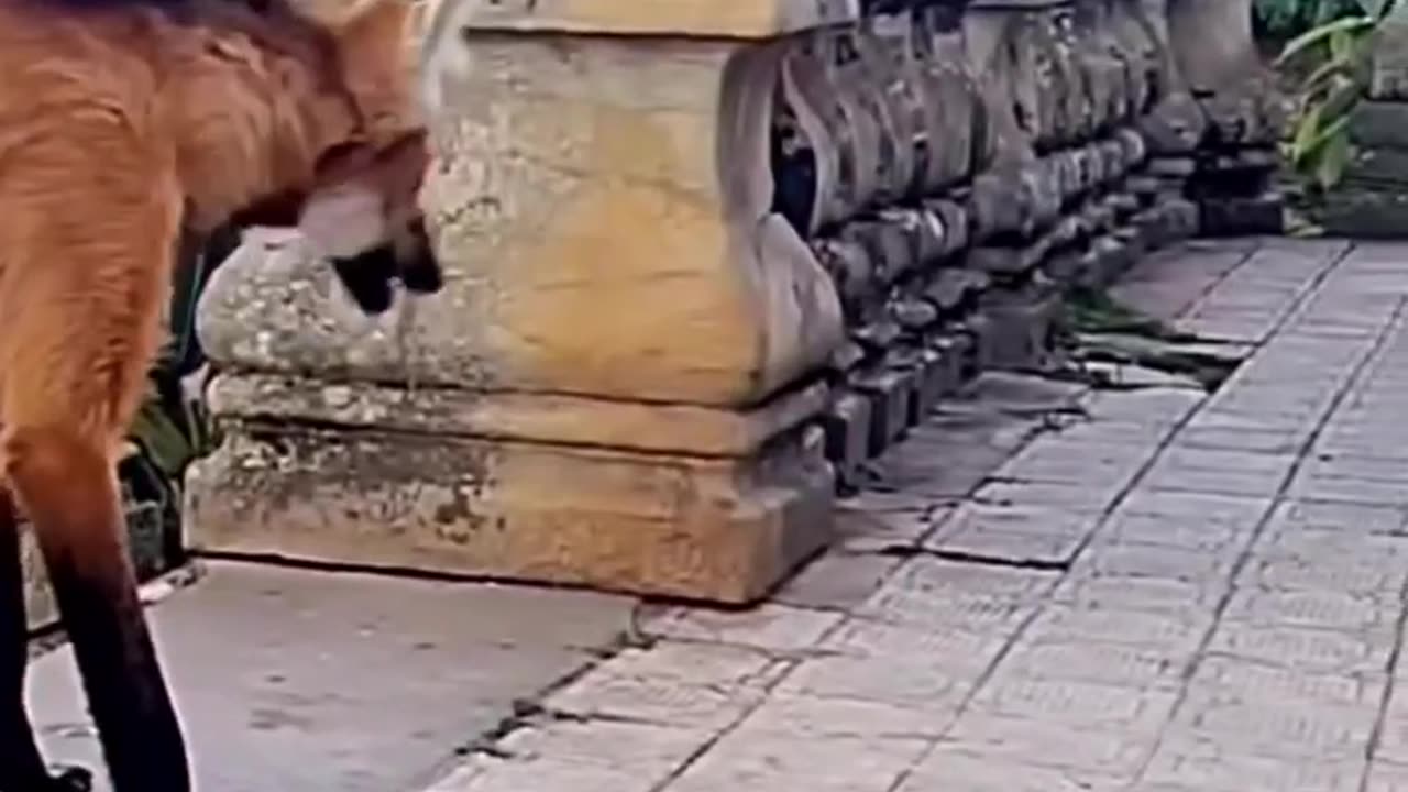 Swag Of Wolf