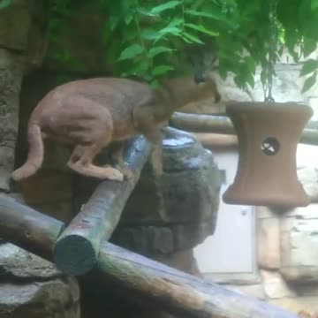 Ondo identified the problem and took the appropriate snacktion