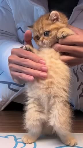 Paw-ty like a felinewatch this cat bust a move.