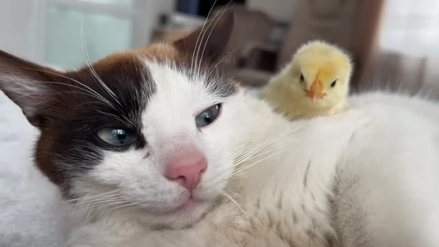 The Cat is Shocked by the Chick sleeping on it like a pillow