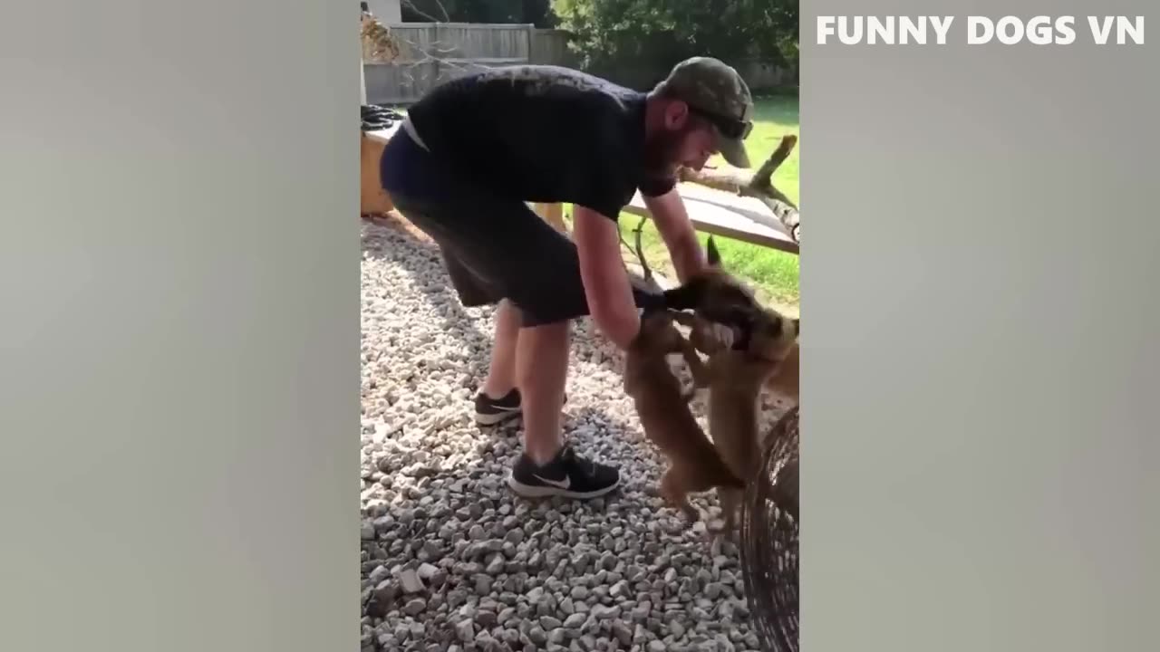 Funniest Dogs And Cats 🐱🐶 Best Funniest Animals Videos 2023 😍