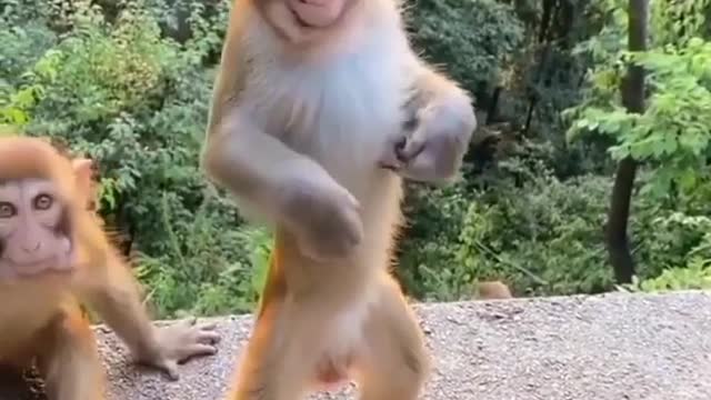 Monkey Funny Video