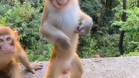 Monkey Funny Video