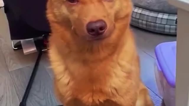 This is what an unhappy animal looks like