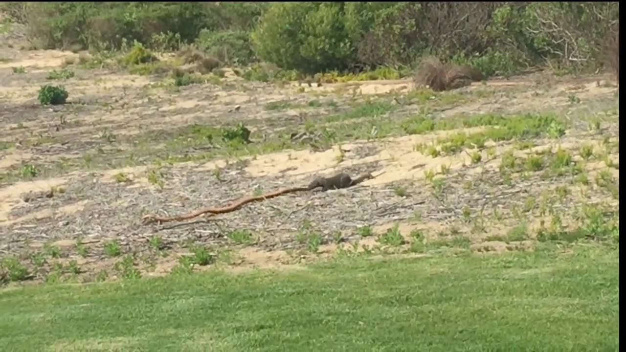 Cape Cobra Snaka VS Mongoose. Fight for death