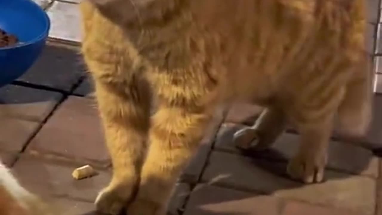 Funny cats video