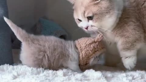 Cute Baby Cat😍 | so cute baby catu🤩