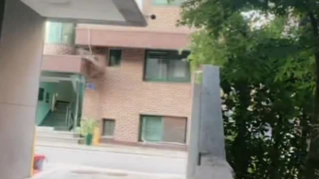 고양이는 귀엽습니다.