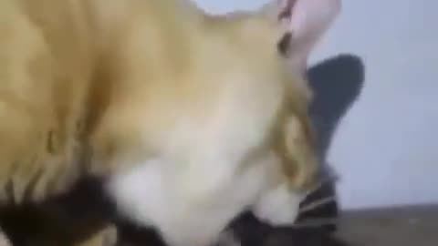 Cat Chews Off Rat's Head