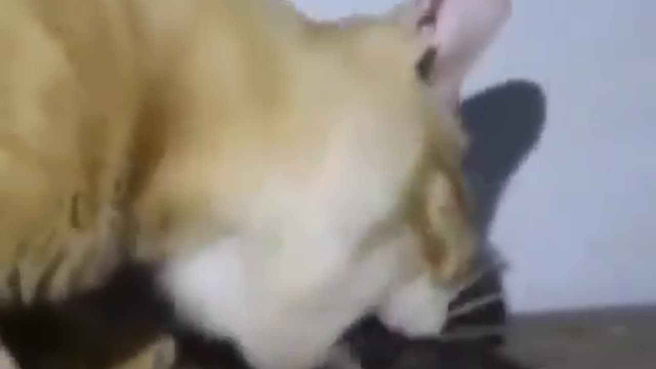 Cat Chews Off Rat's Head