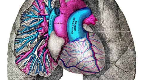 #human #organs #facts #interestingfacts