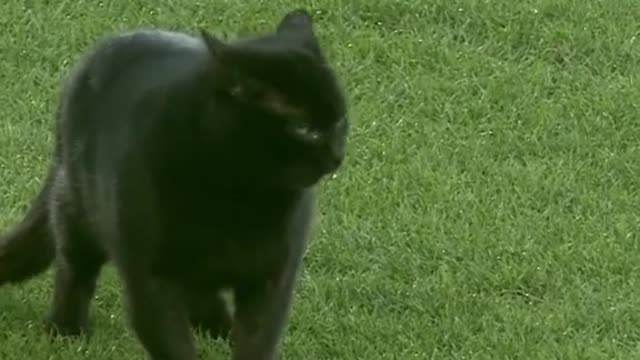 Real Football Player