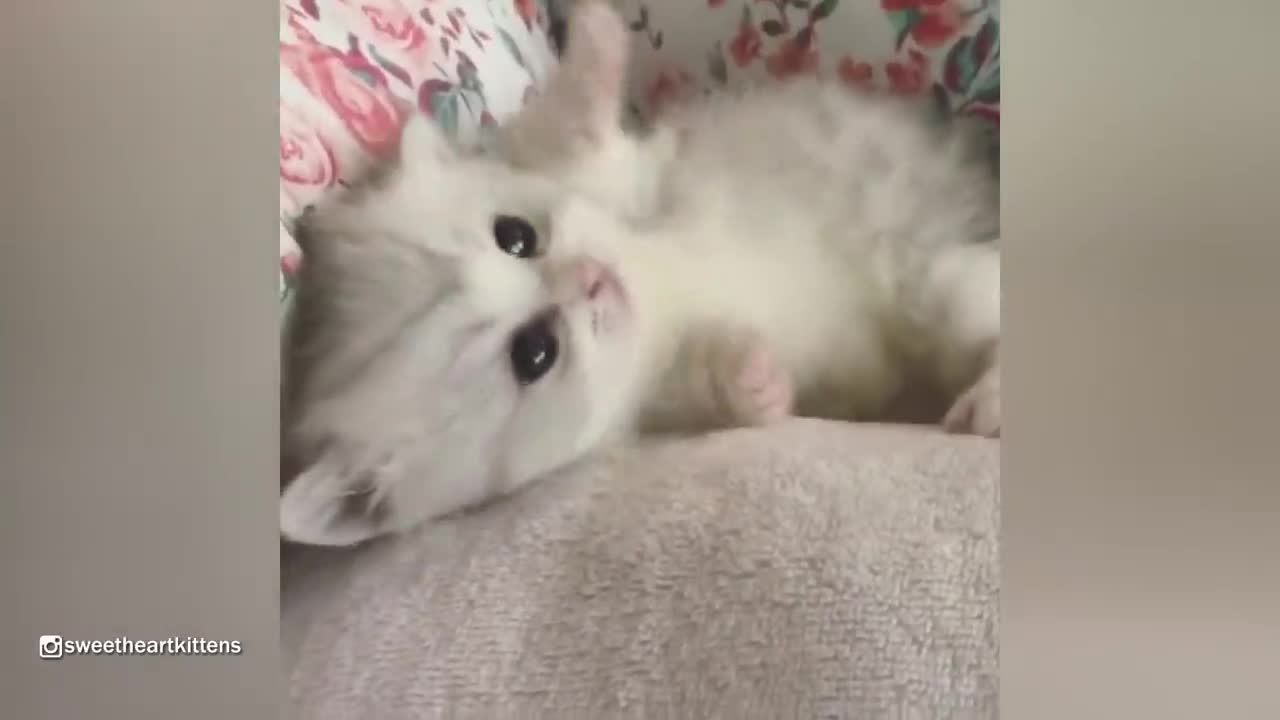 1 minute funny video