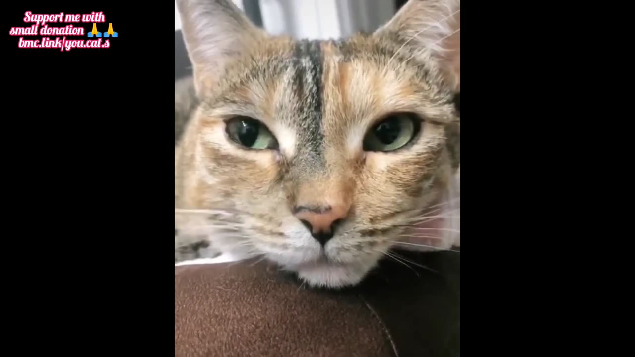 Funny cat