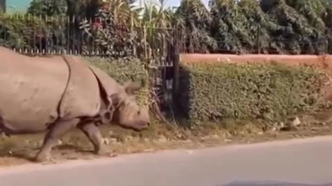 Rhino scares dog