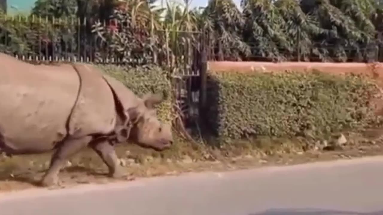 Rhino scares dog