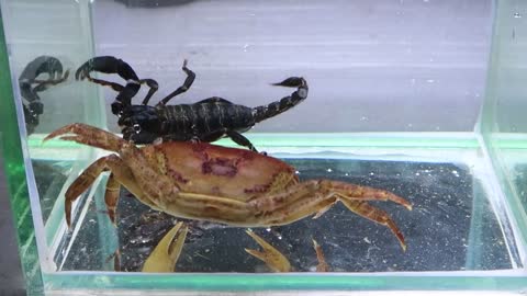 Crab vs Scorpion Underwater - Caranguejo vs Escorpião-10