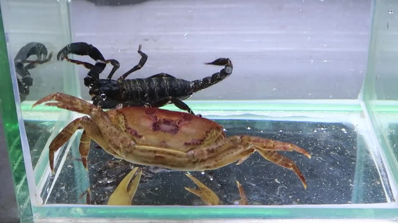 Crab vs Scorpion Underwater - Caranguejo vs Escorpião-10