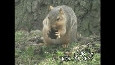 Sqiurrel With A Walnut