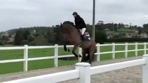 Cute And Funny Horse Videos Compilation cute moment of the horses - Funny Horses #1