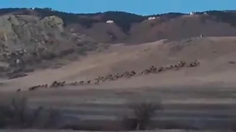 Elk herd