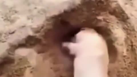 More funny animals😂
