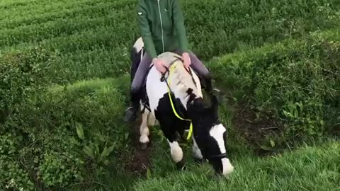 Funny horse