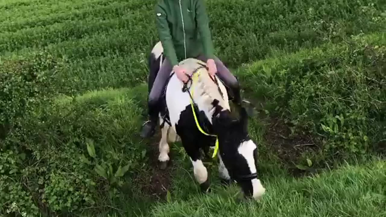 Funny horse