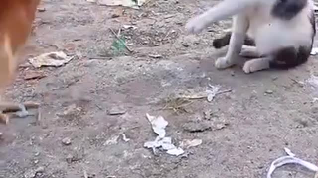 Cat vs Hen ... DONOT TEASE ME 😎🤣