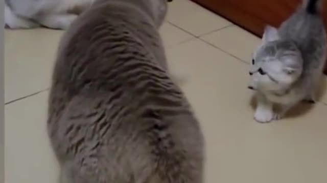 Cat funny videos