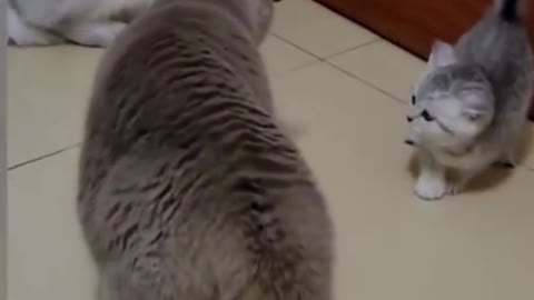 Cat funny videos